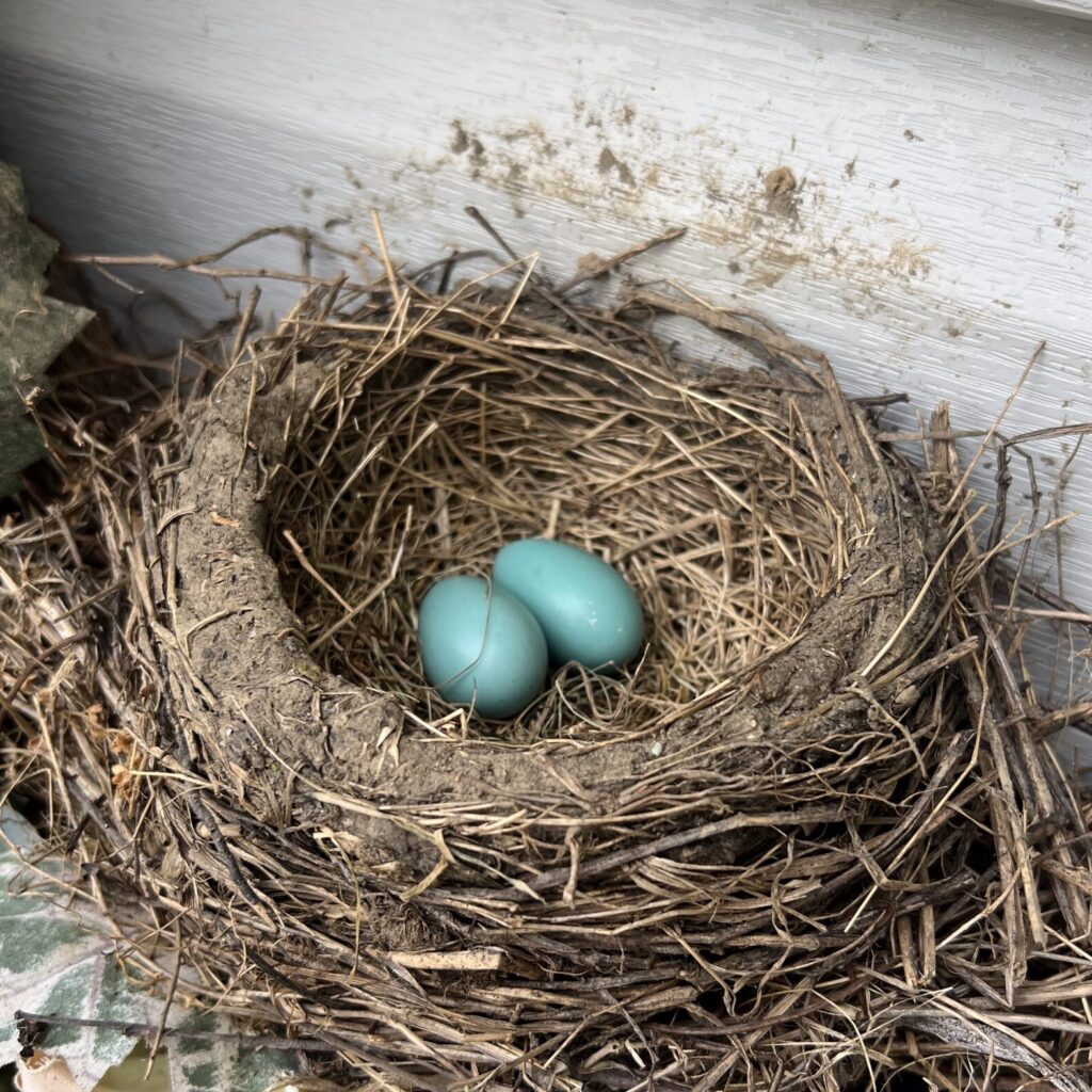 Two blue robin eggs in a nest.